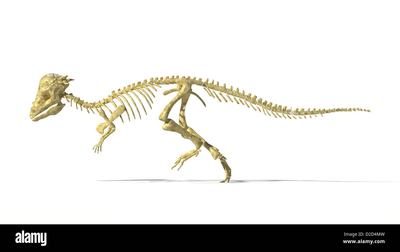 Pachycephalosaurus scheletro di dinosauro vissuto negli Stati Uniti durante la fase Maastrichtian del tardo Cretaceo Foto Stock