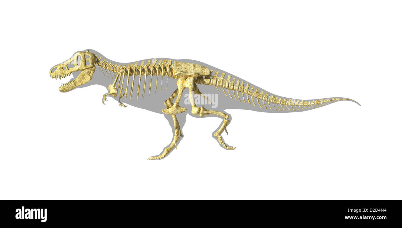 T rex Tyrannosaurus rex a caccia di dinosauri dinosauri Gallimimus Foto Stock