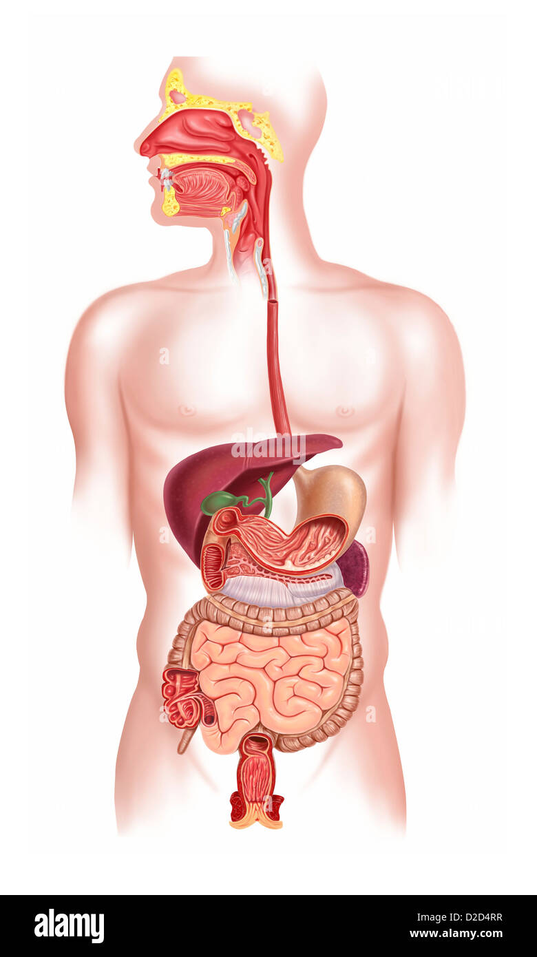 Apparato digestivo umano illustrazione del computer Foto Stock