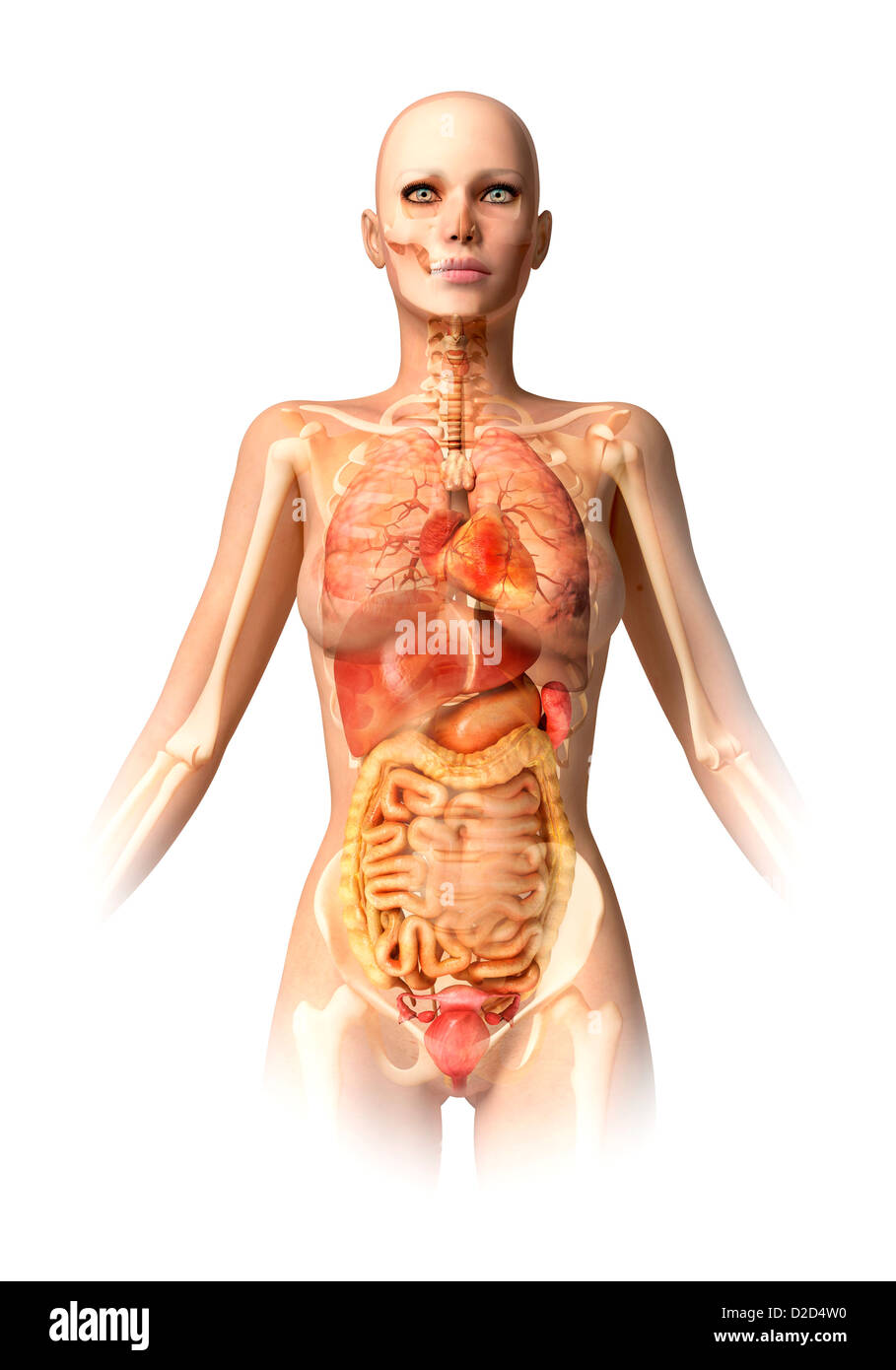 Anatomia femminile computer artwork Foto Stock