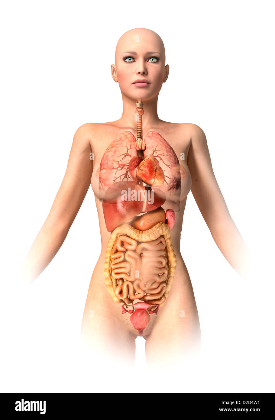 Anatomia femminile computer artwork Foto Stock