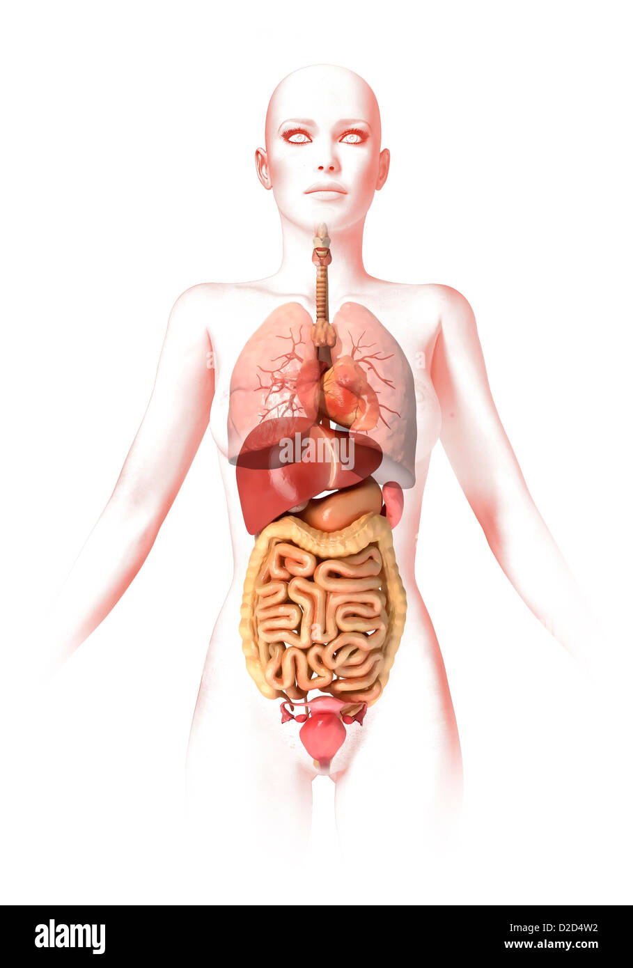 Anatomia femminile computer artwork Foto Stock