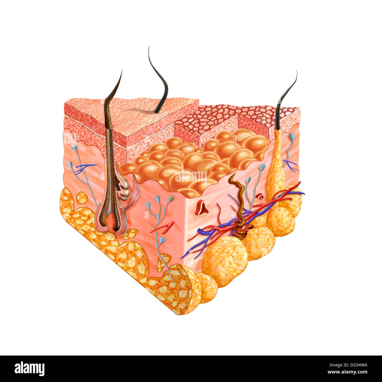 La pelle umana anatomia illustrazione del computer Foto Stock