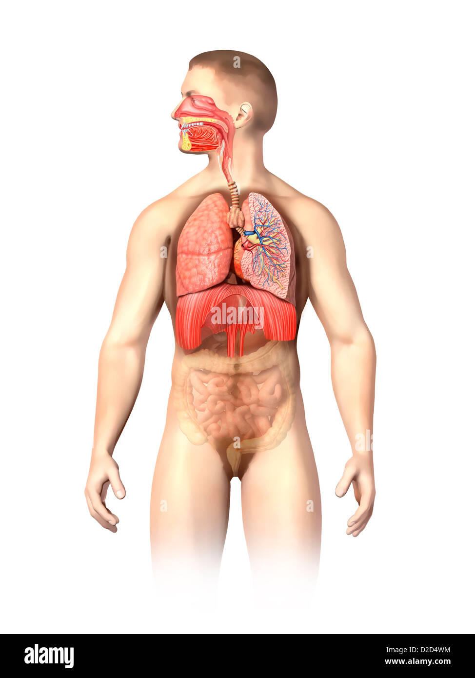 Anatomia maschile illustrazione del computer Foto Stock