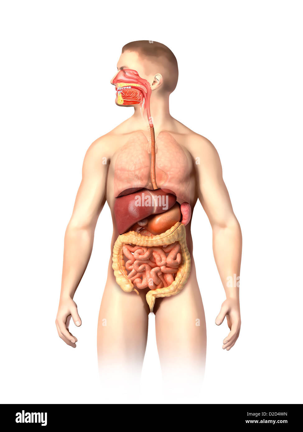 Anatomia maschile illustrazione del computer Foto Stock