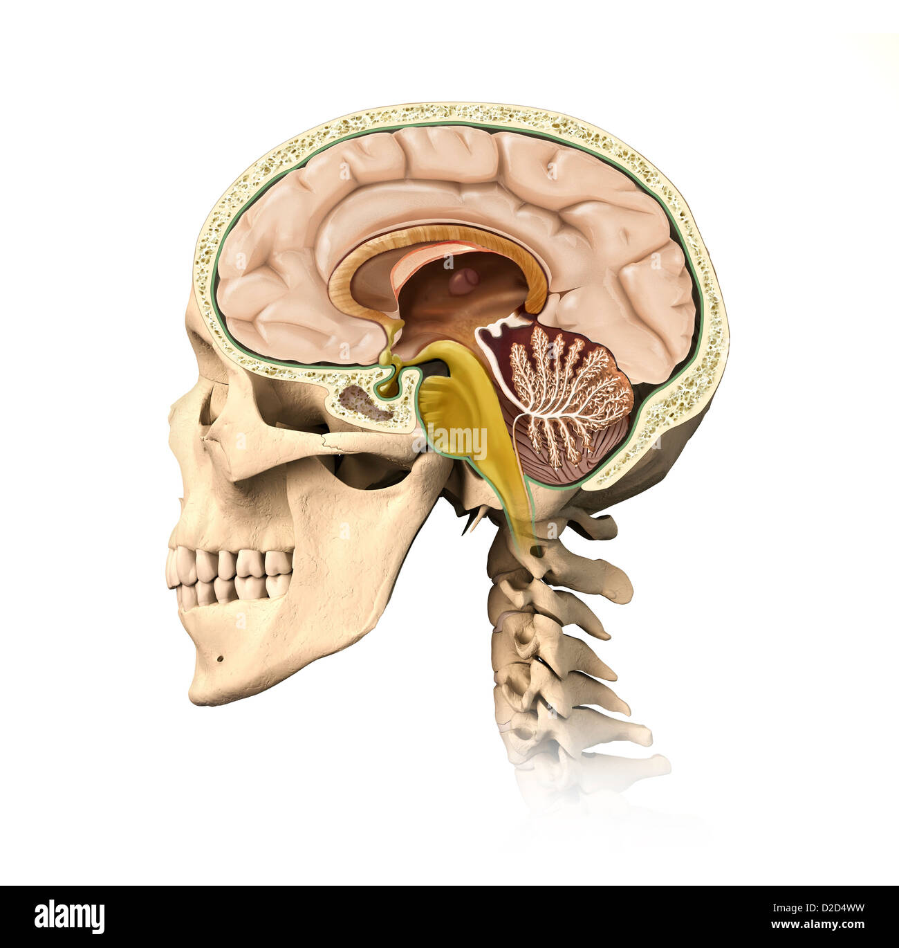 Testa umana anatomia illustrazione del computer Foto Stock