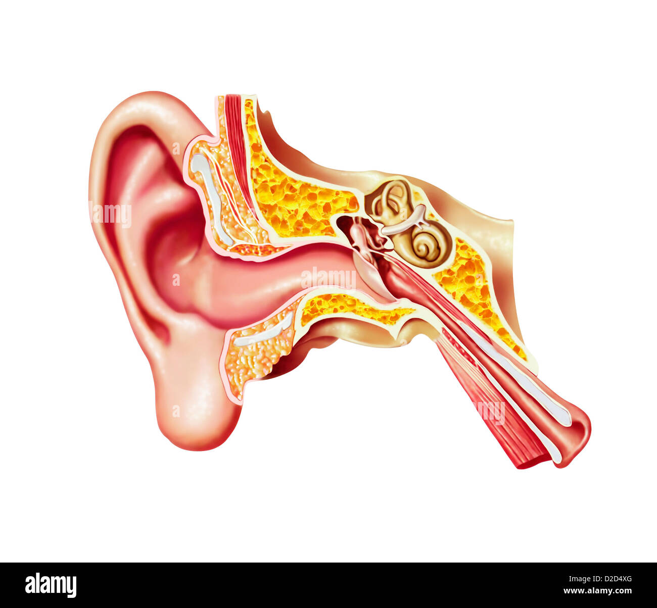 Orecchio umano anatomia illustrazione del computer Foto Stock