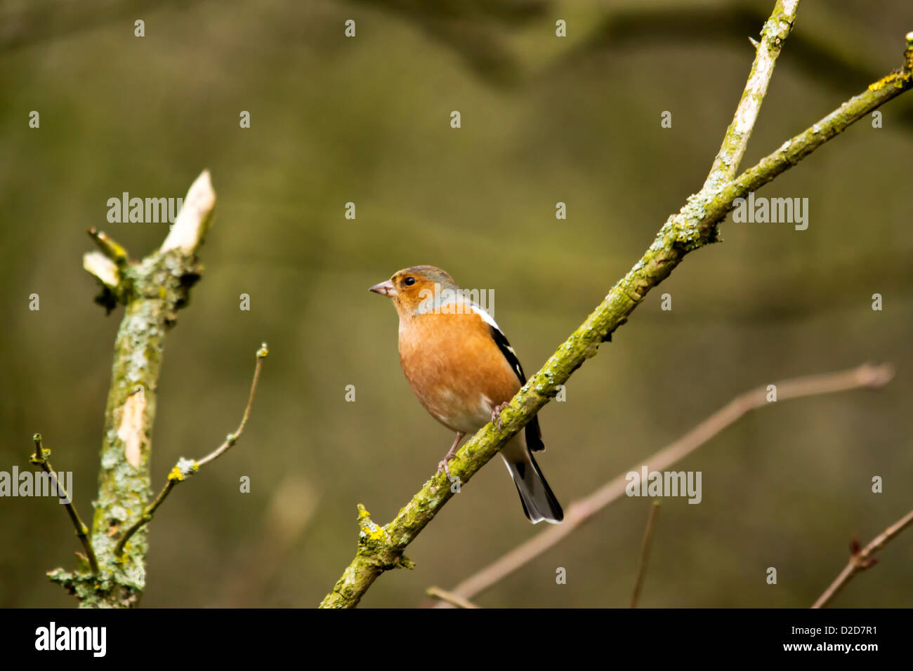 Fringuello - Bird Foto Stock