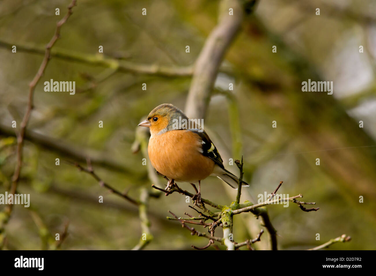 Fringuello - Bird Foto Stock