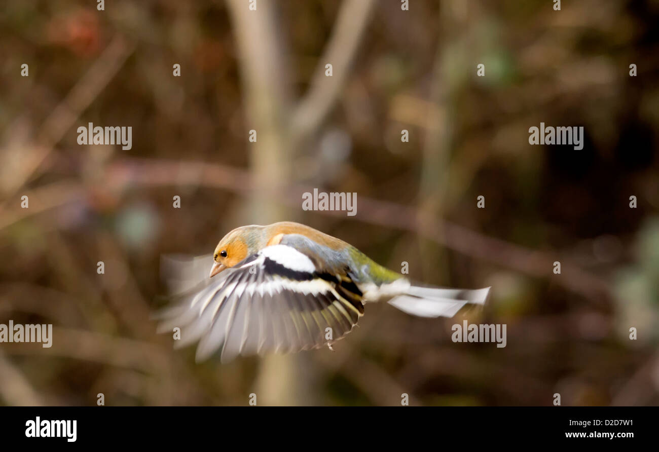 Fringuello in volo Foto Stock