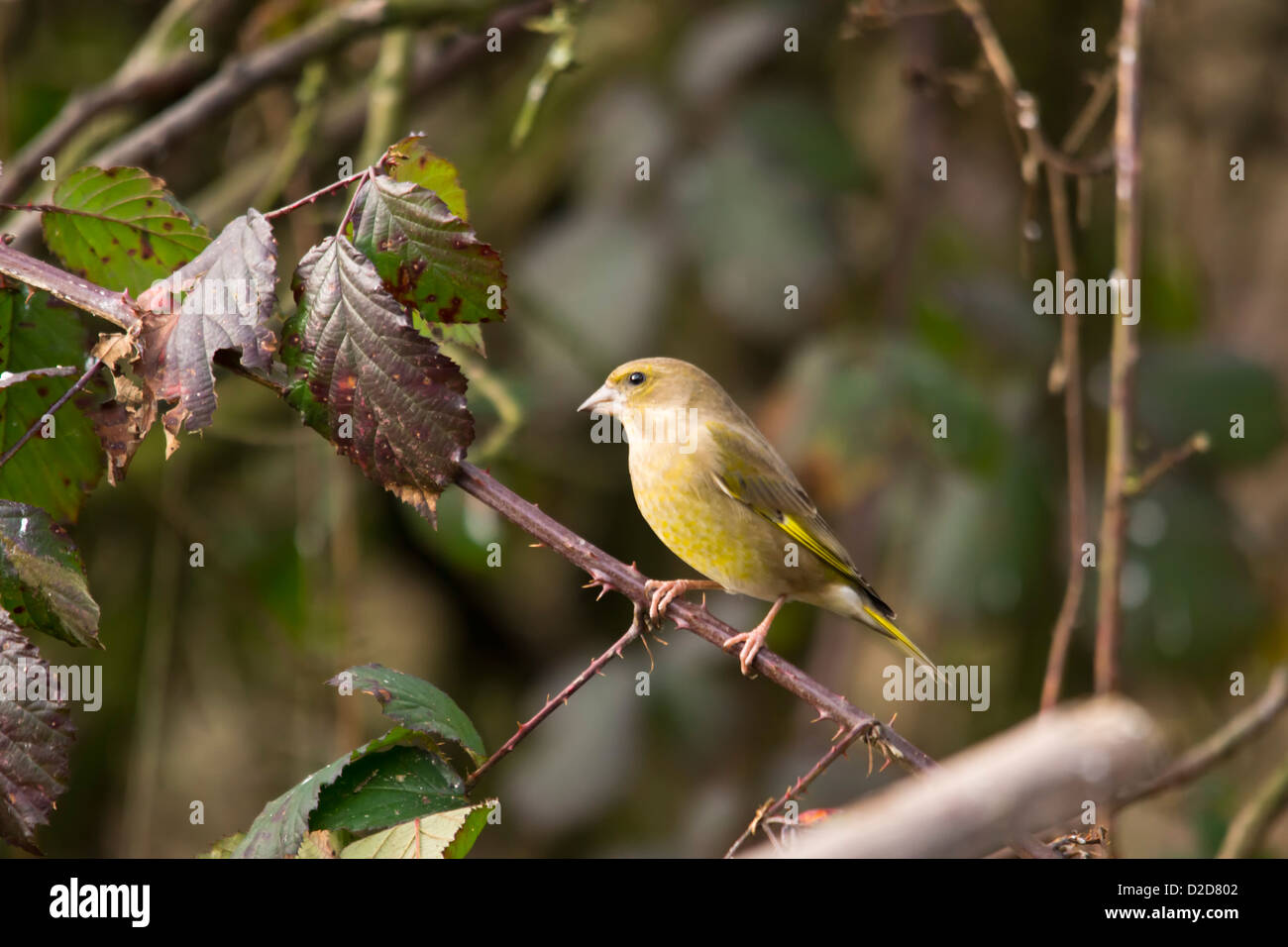 Carduelis chloris - Verdone. Giardino bellissimo uccello in Europa Foto Stock