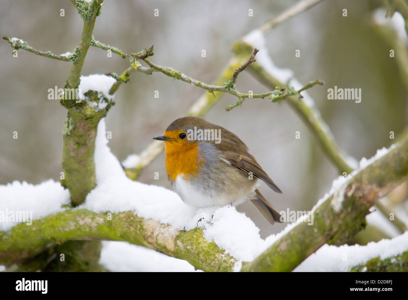 Robin nella neve Foto Stock
