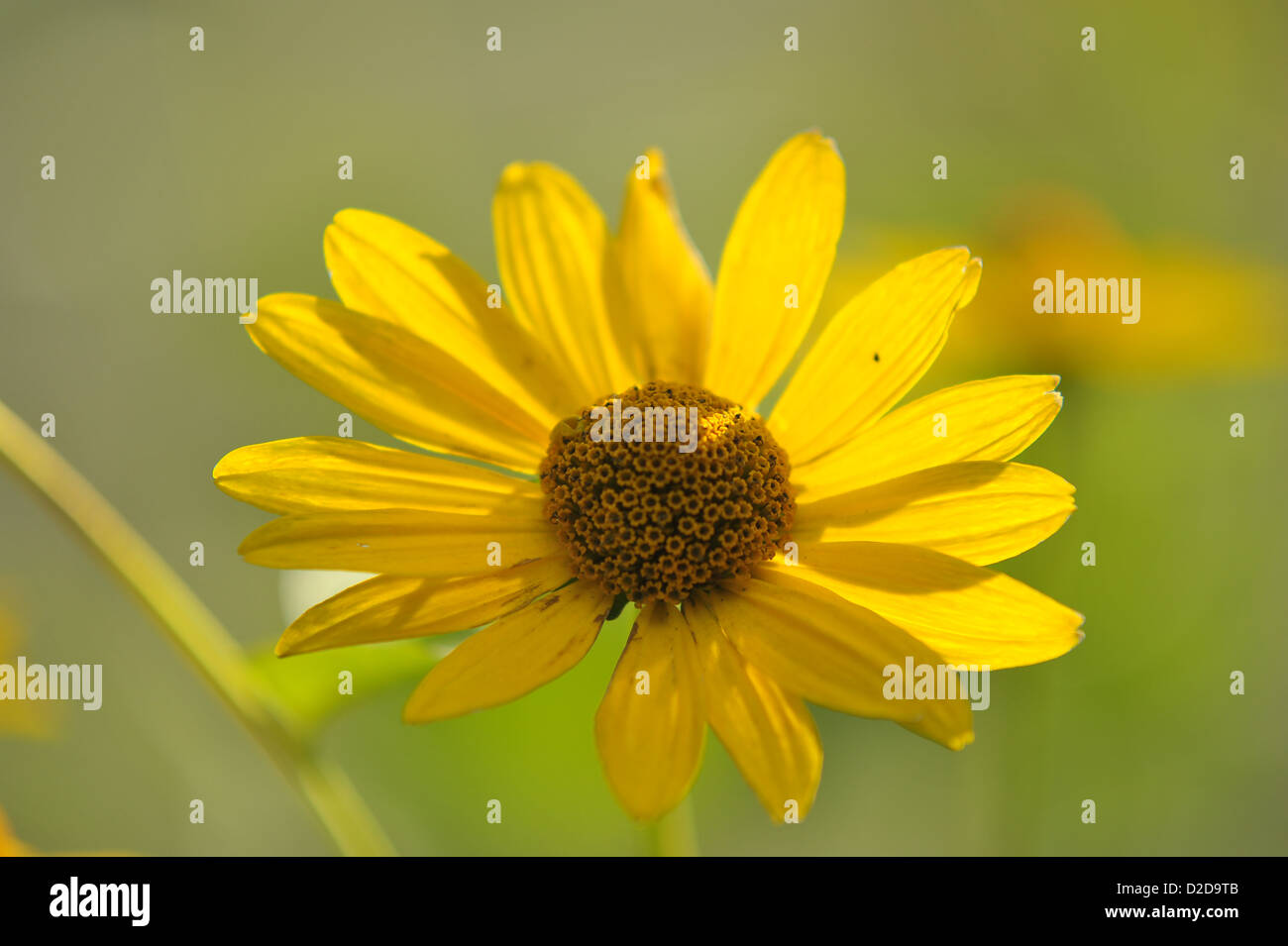 fiore del sole Foto Stock