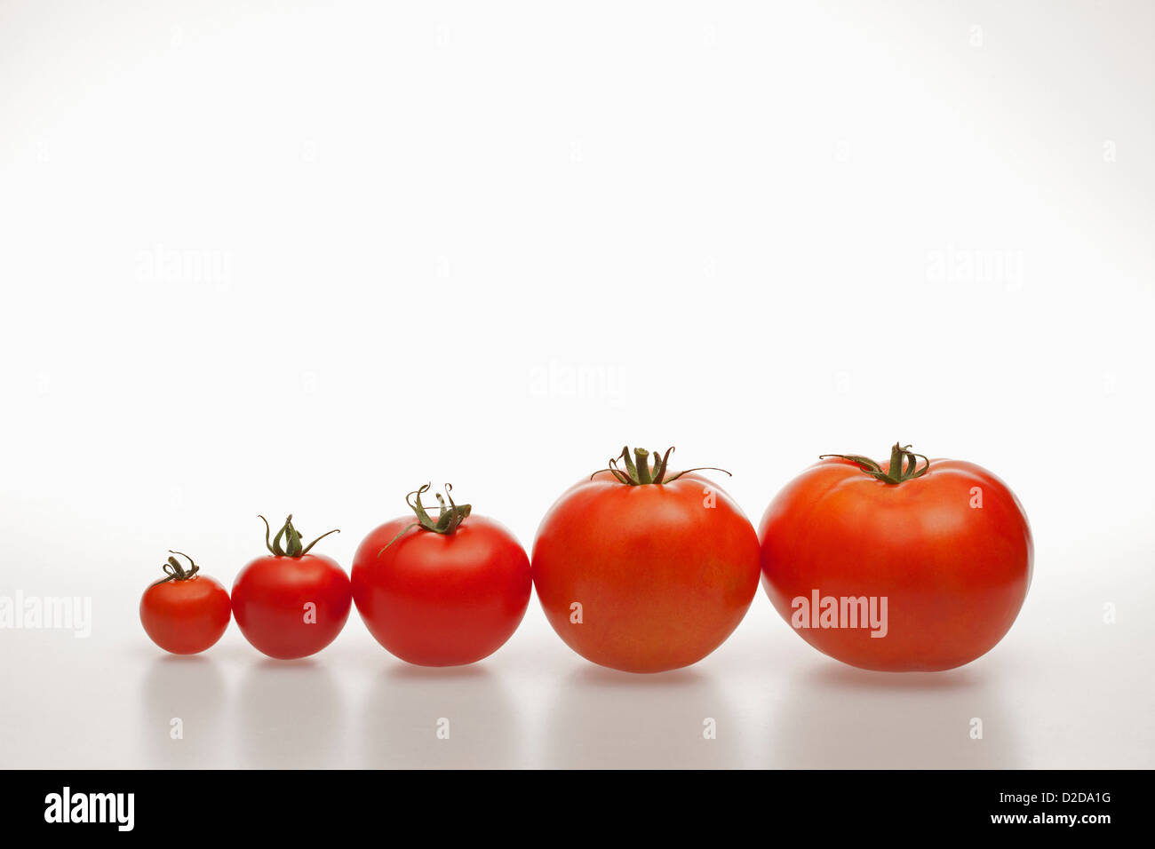 Una fila di pomodori in aumento in dimensioni da piccolo a grande Foto Stock