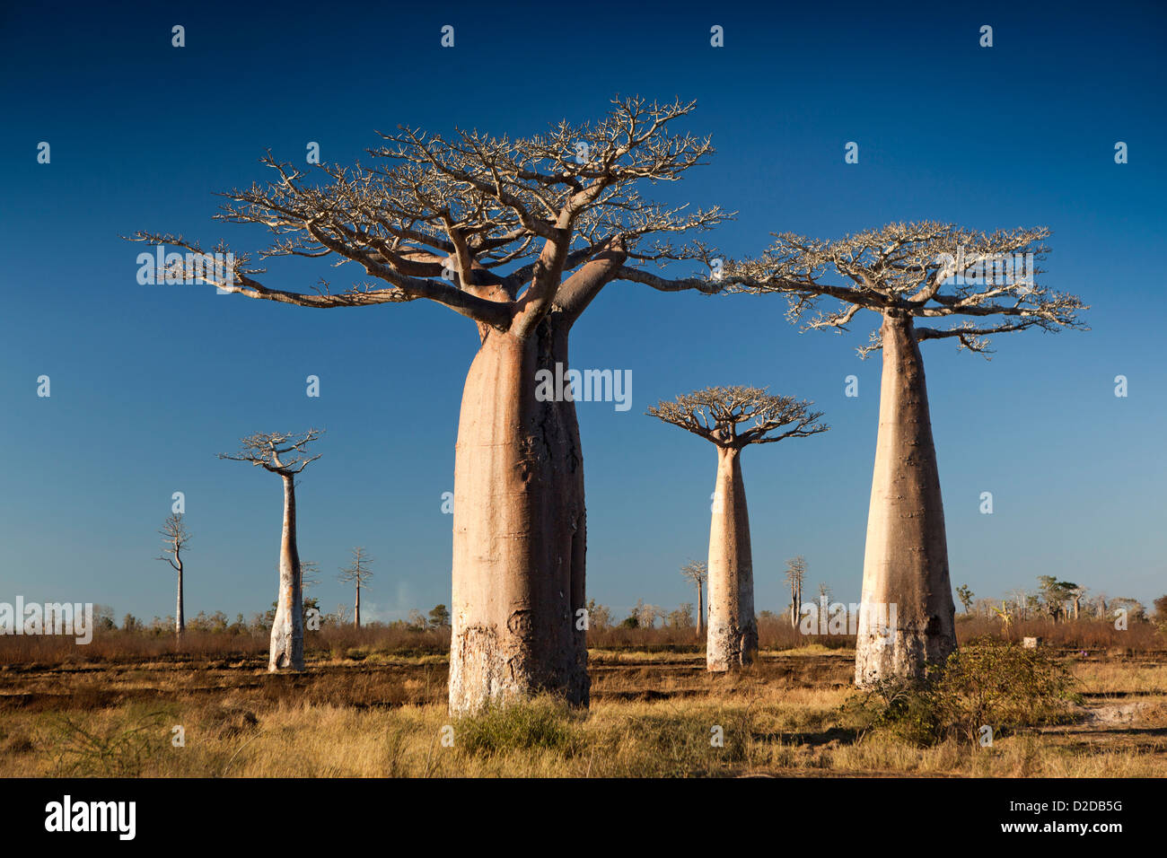 Madagascar, Morondava, piccolo stand di alberi di baobab nella foresta secca ambiente Foto Stock