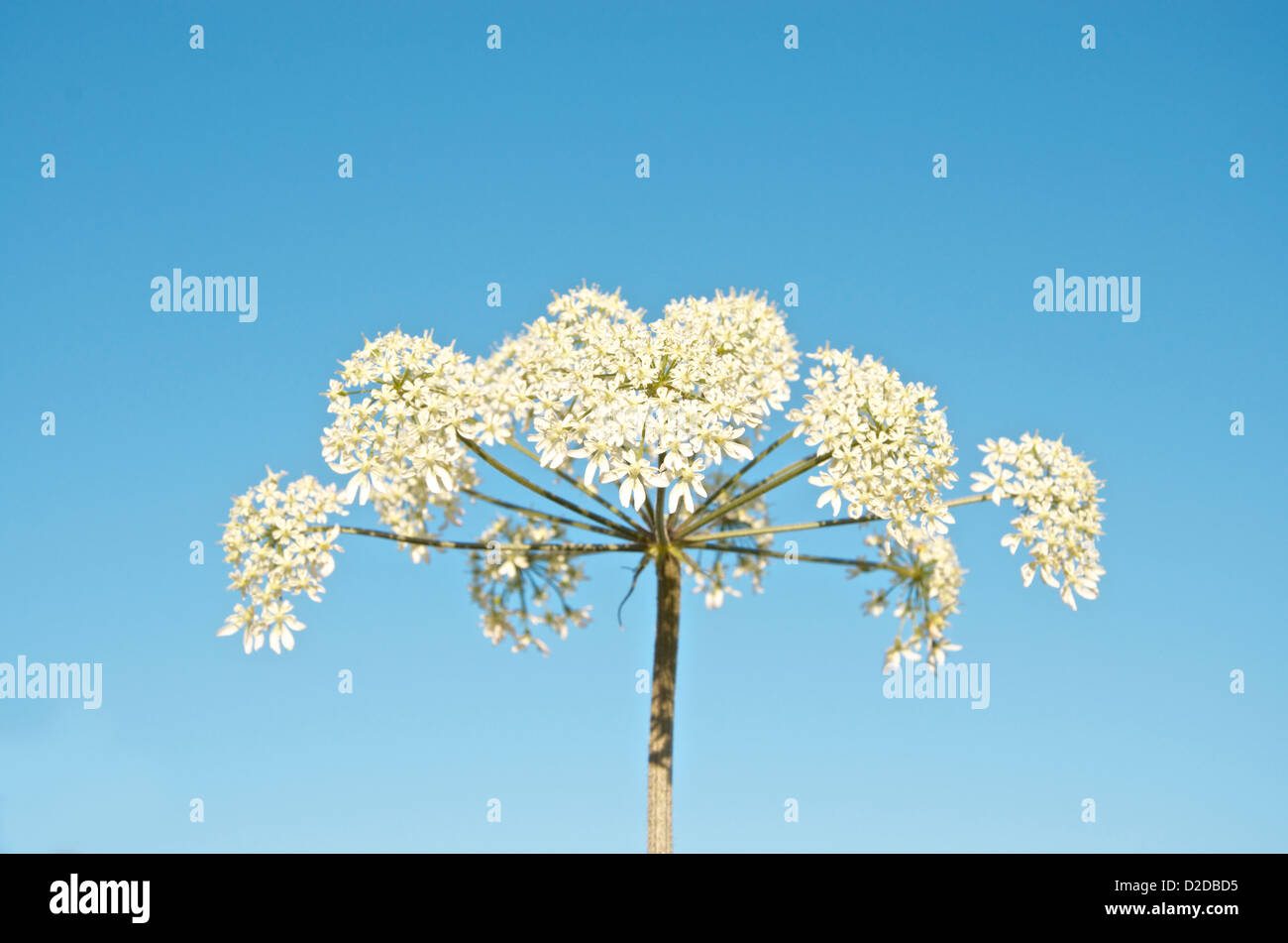 Hogweed comune, Heracleum sphondylium fioritura testa contro un cielo blu. Foto Stock