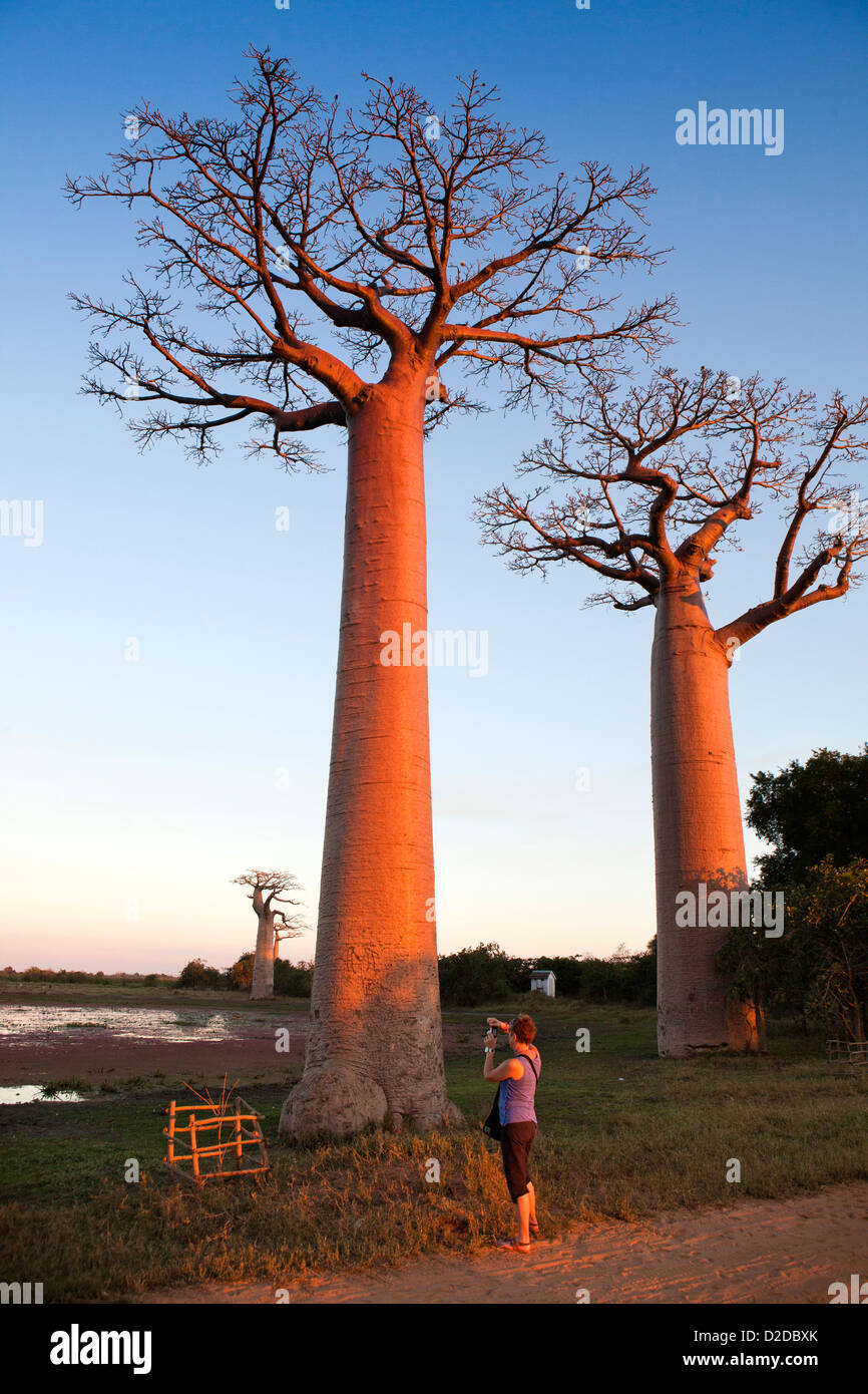 Madagascar, Morondava, Avenue di baobab, Allee des baobab, turistico a fotografare gli alberi al tramonto Foto Stock