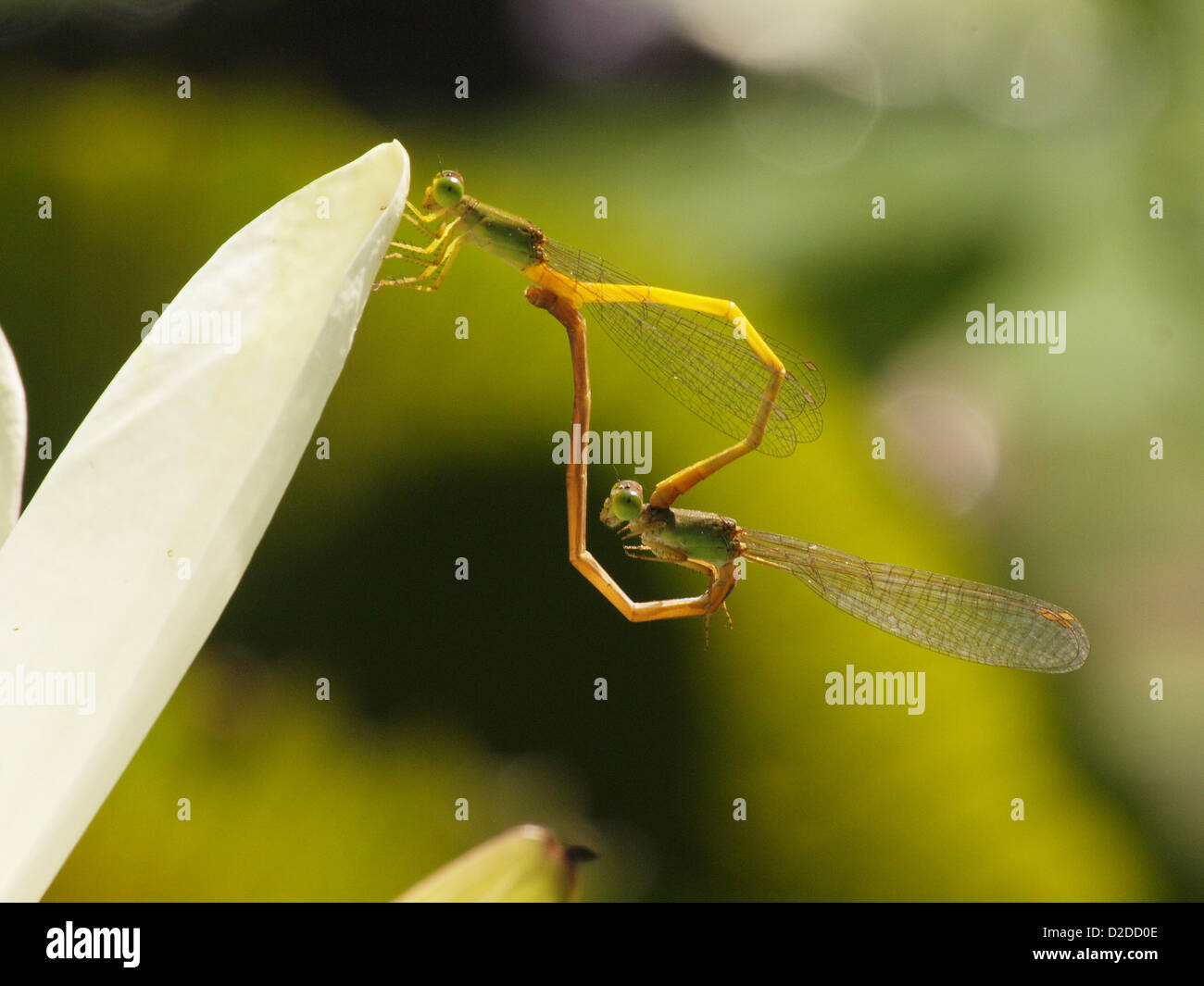 Accoppiamento damselflies giallo su bianco petalo di ninfea a Negombo Sri Lanka Foto Stock