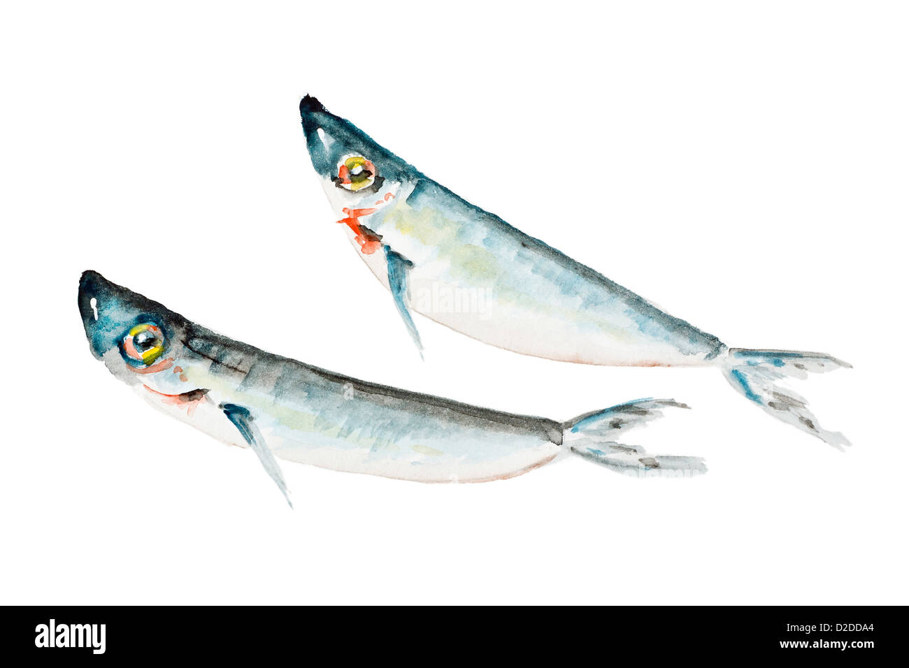 Due piccoli morti di sardina di acqua salata pesci da friggere isolato- fatti a mano di pittura ad acquerello illustrazione su un libro bianco sullo sfondo di arte Foto Stock