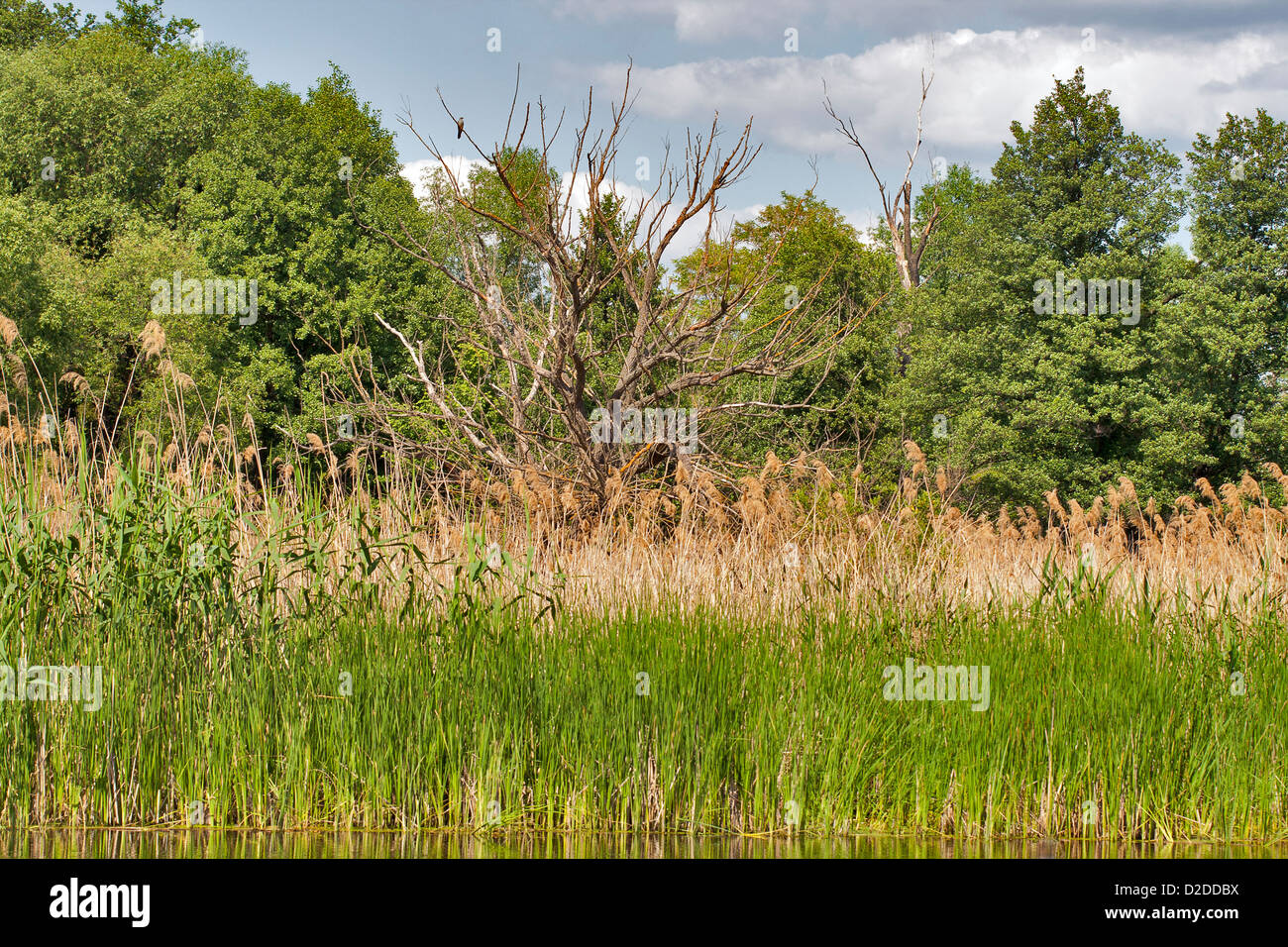 Letto Reed lungo il fiume tranquillo Foto Stock