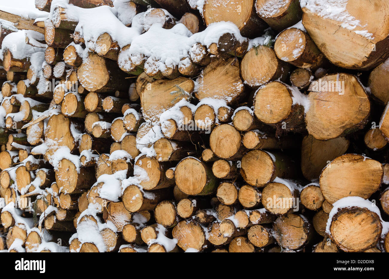 Un gran mucchio di taglio fresco logs ricoperta di neve Foto Stock