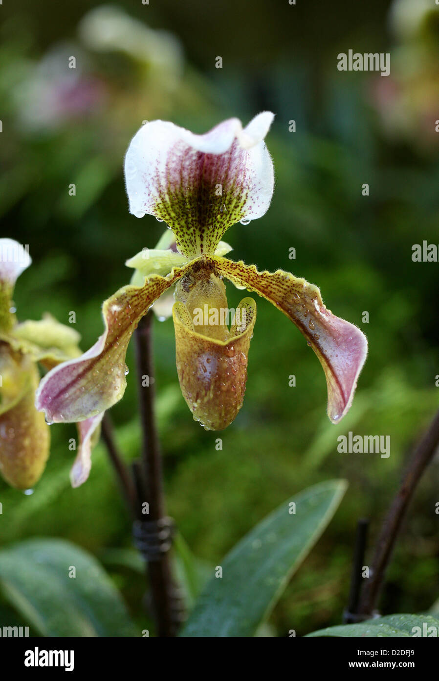 Signora Slipper Orchid, Paphiopedilum sp. Orchidaceae. Foto Stock