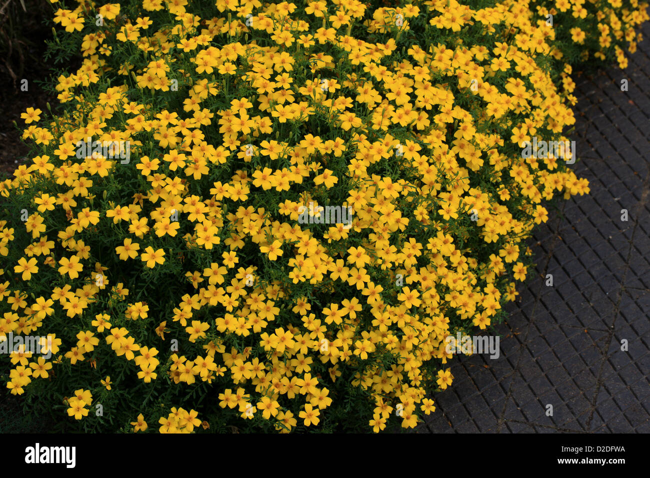 Limone Calendula, Signet Calendula, tagetes tenuifolia Syn. Tagetes signata, Asteraceae. Foto Stock