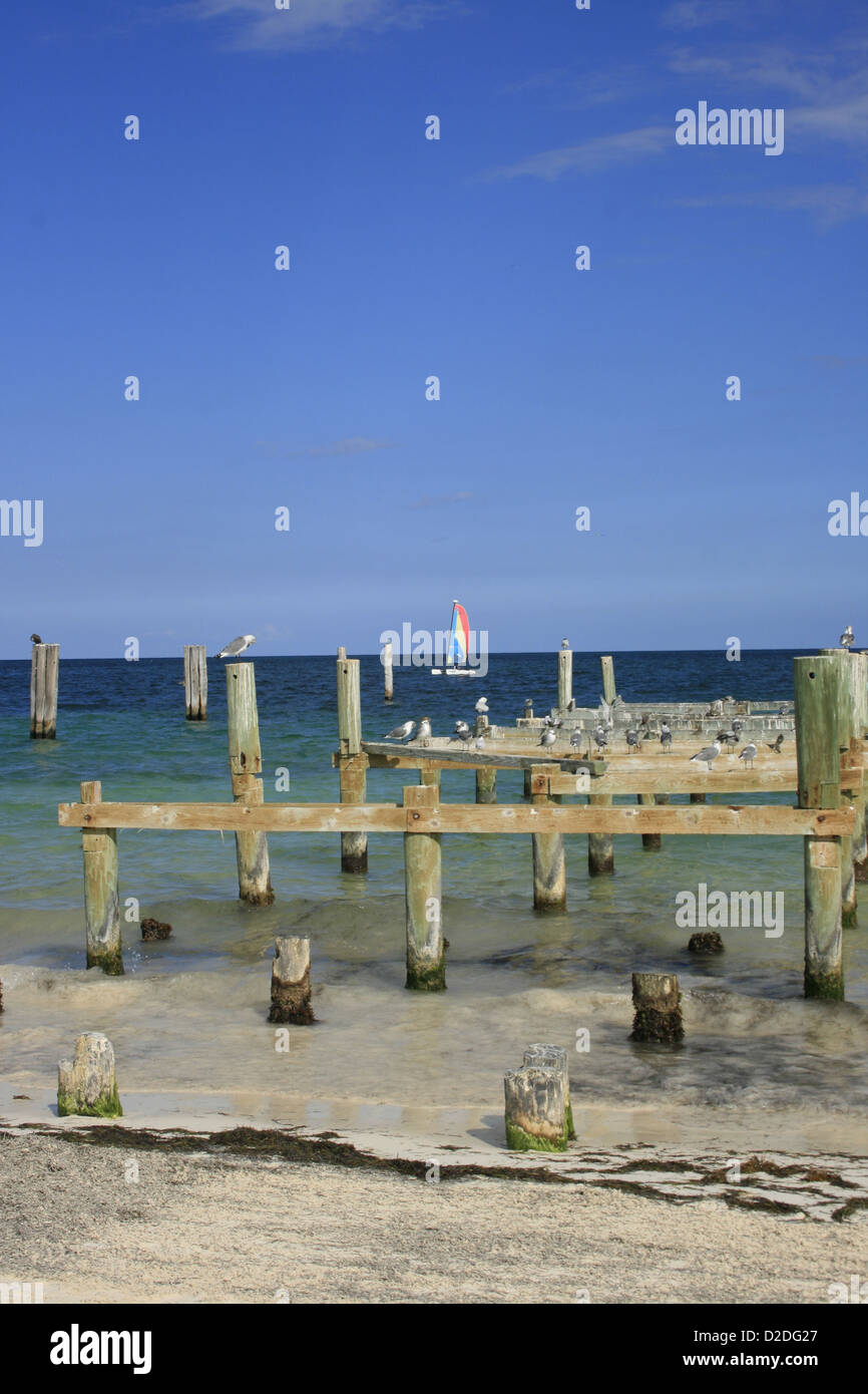 Gli uccelli in appoggio su un vecchio molo in legno, Puerto Morelos, Messico Foto Stock