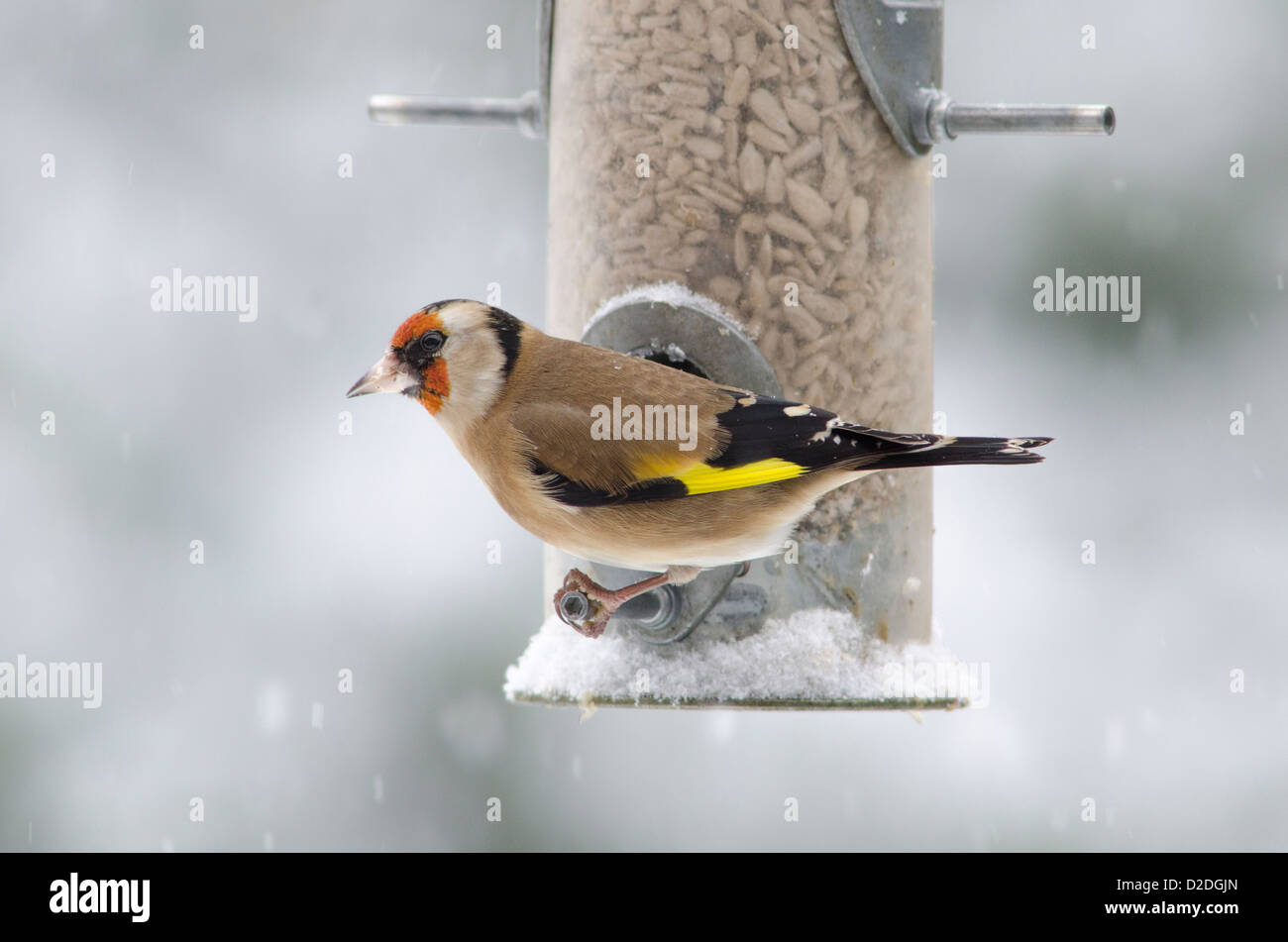Cardellino europeo [Carduelis carduelis] su bird feeder riempito con cuori di semi di girasole. Nevicava. Gennaio. West Sussex, Regno Unito Foto Stock