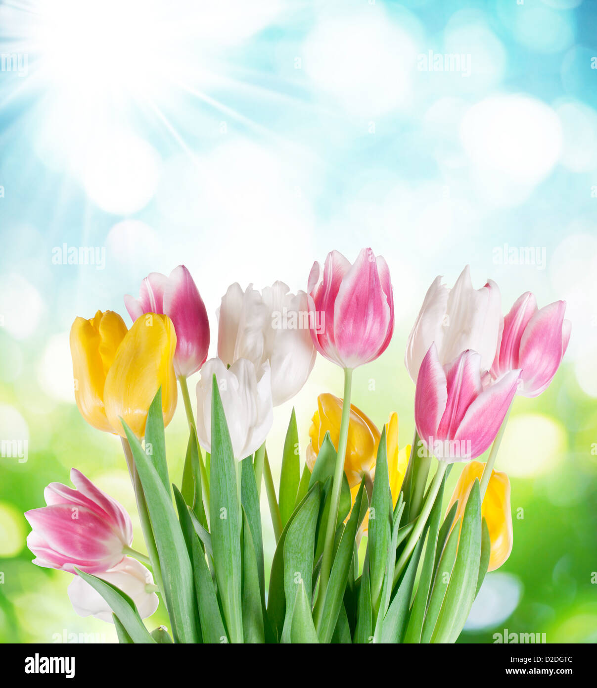 I tulipani su una sfocatura sullo sfondo della natura. Foto Stock