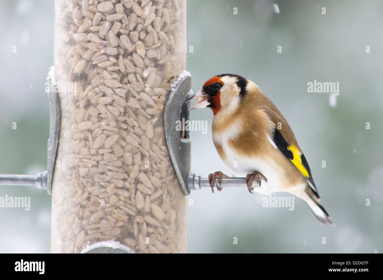 Cardellino europeo [Carduelis carduelis] su bird feeder riempito con cuori di semi di girasole. Nevicava. Gennaio. West Sussex, Regno Unito Foto Stock