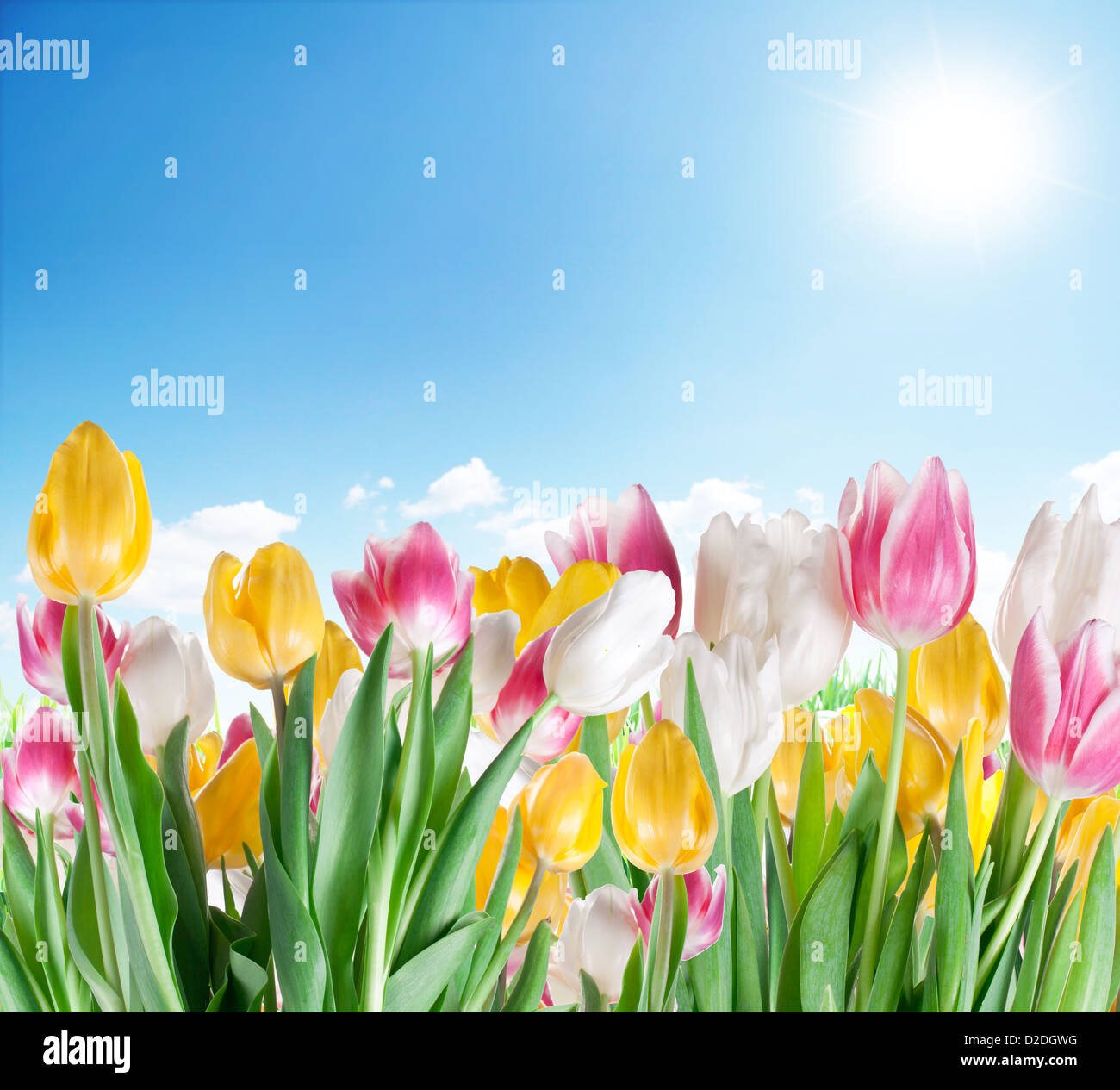 I tulipani su uno sfondo con cielo. Foto Stock