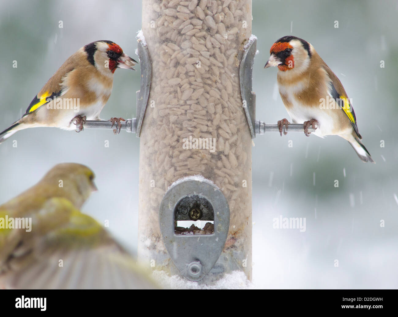Cardellino europeo [Carduelis carduelis] su bird feeder riempito con cuori di semi di girasole. Verdone [Carduelis chloris] in volo. Foto Stock