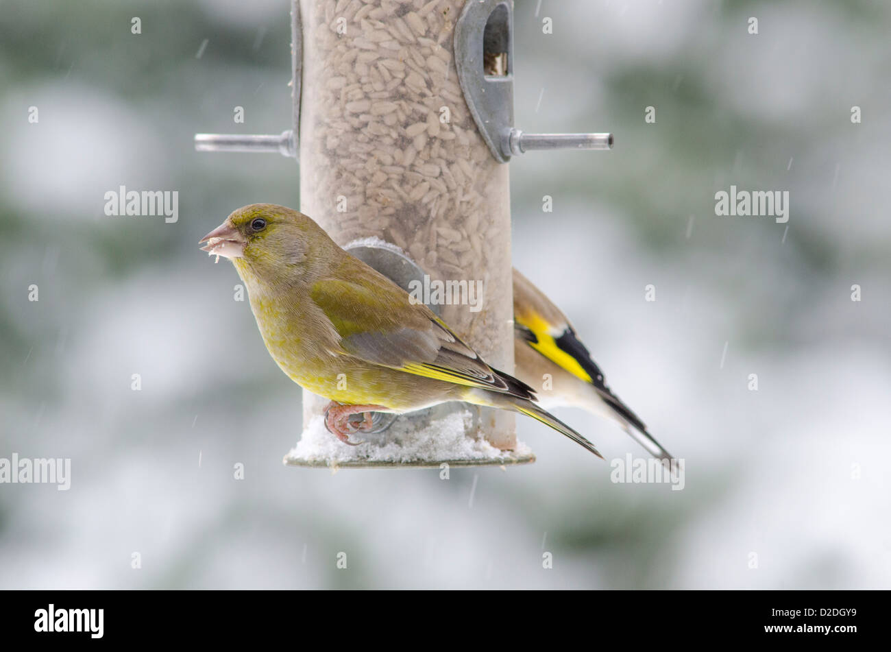 Verdone [Carduelis chloris] su bird feeder riempito con cuori di semi di girasole. Nevicava. Gennaio. West Sussex, Regno Unito Foto Stock