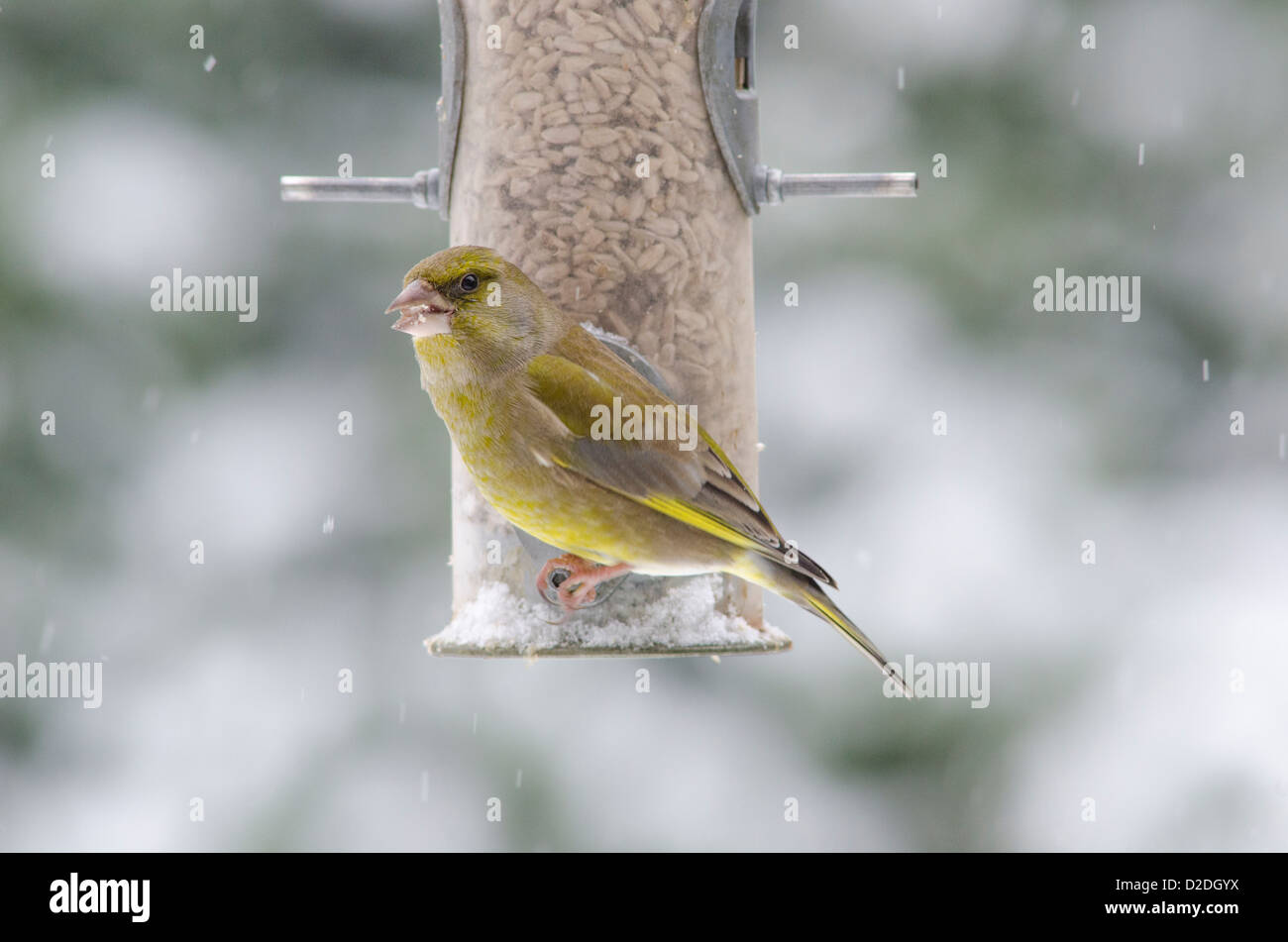 Verdone [Carduelis chloris] su bird feeder riempito con cuori di semi di girasole. Nevicava. Gennaio. West Sussex, Regno Unito Foto Stock