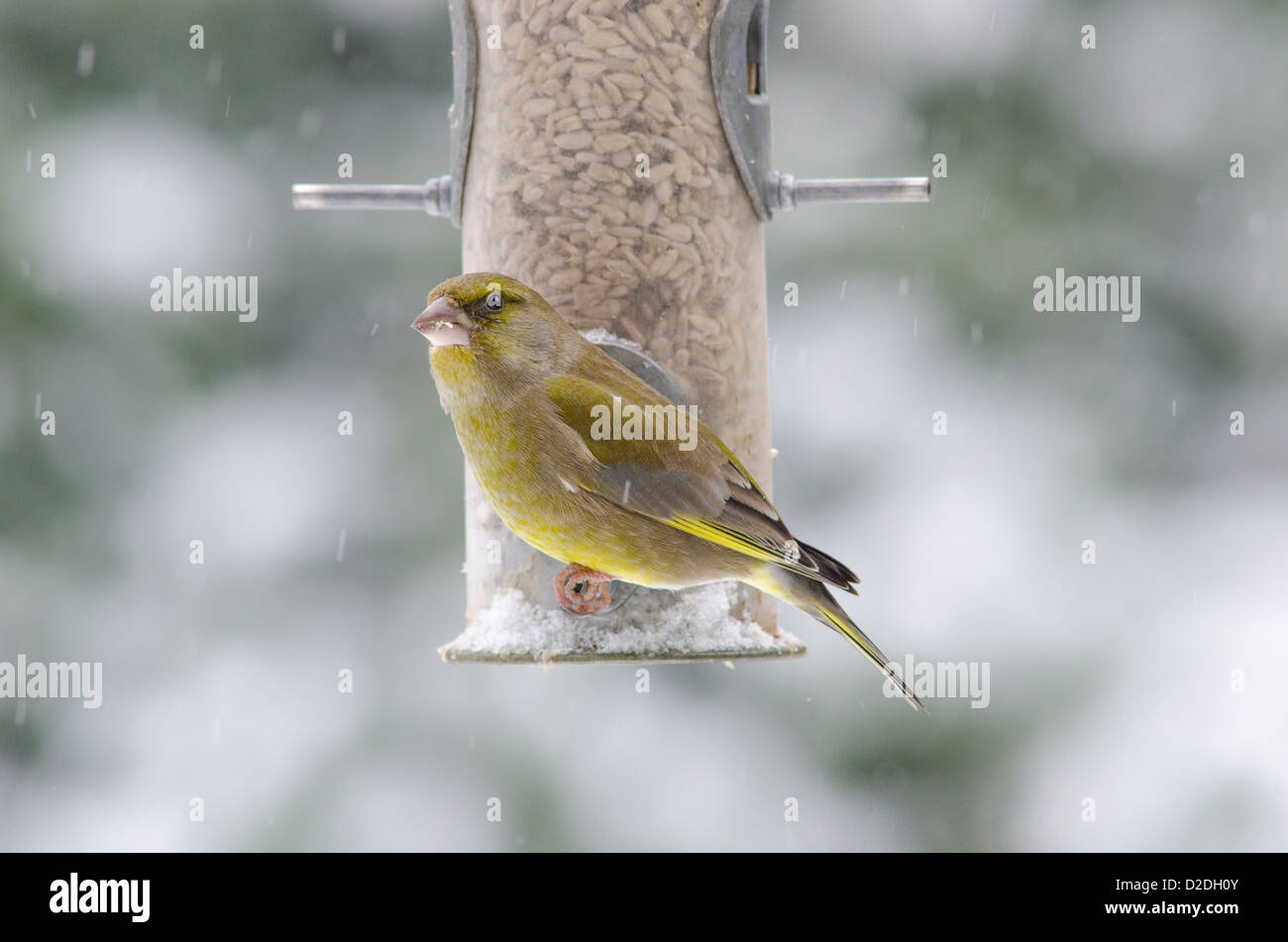 Verdone [Carduelis chloris] su bird feeder riempito con cuori di semi di girasole. Nevicava. Gennaio. West Sussex, Regno Unito Foto Stock
