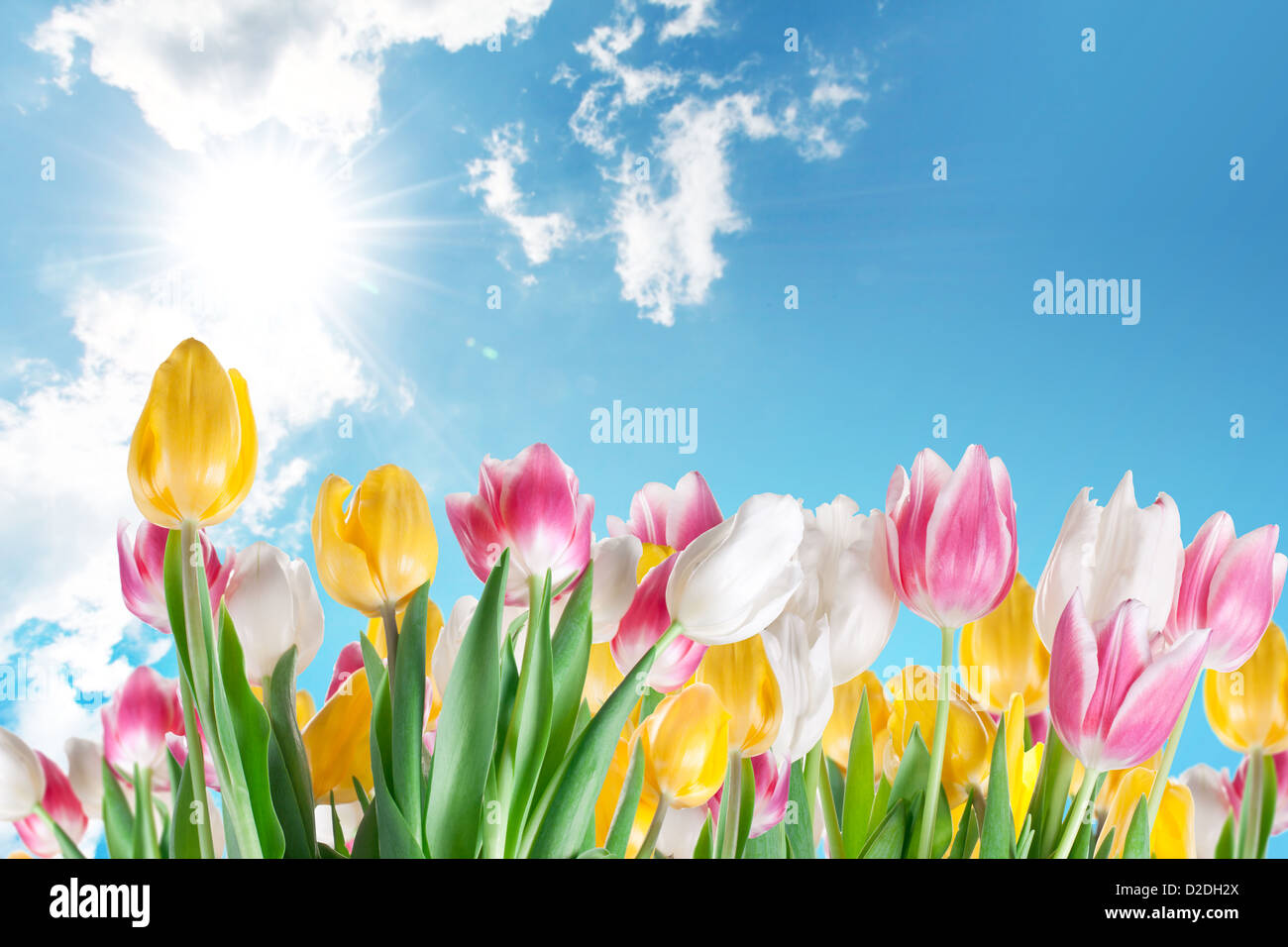 I tulipani su uno sfondo con cielo. Foto Stock