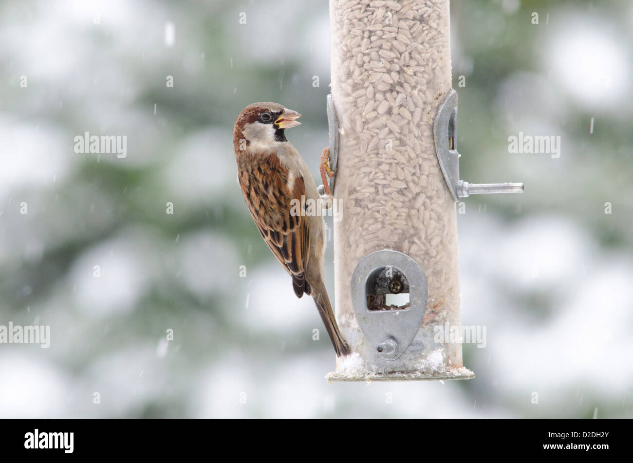 Casa passero [Passer domesticus] su bird feeder riempito con cuori di semi di girasole. Nevicava. Gennaio. West Sussex, Regno Unito Foto Stock