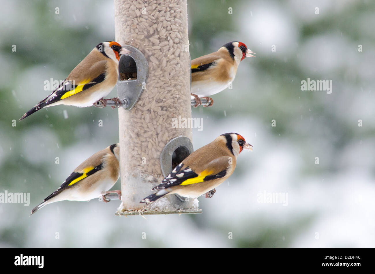 Cardellino europeo [Carduelis carduelis] su bird feeder riempito con cuori di semi di girasole. Nevicava. Gennaio. West Sussex, Regno Unito Foto Stock