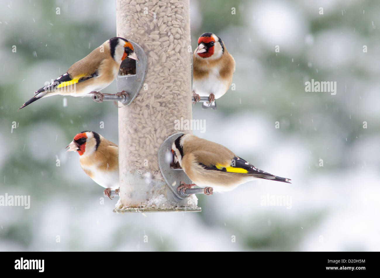 Cardellino europeo [Carduelis carduelis] su bird feeder riempito con cuori di semi di girasole. Nevicava. Gennaio. West Sussex, Regno Unito Foto Stock