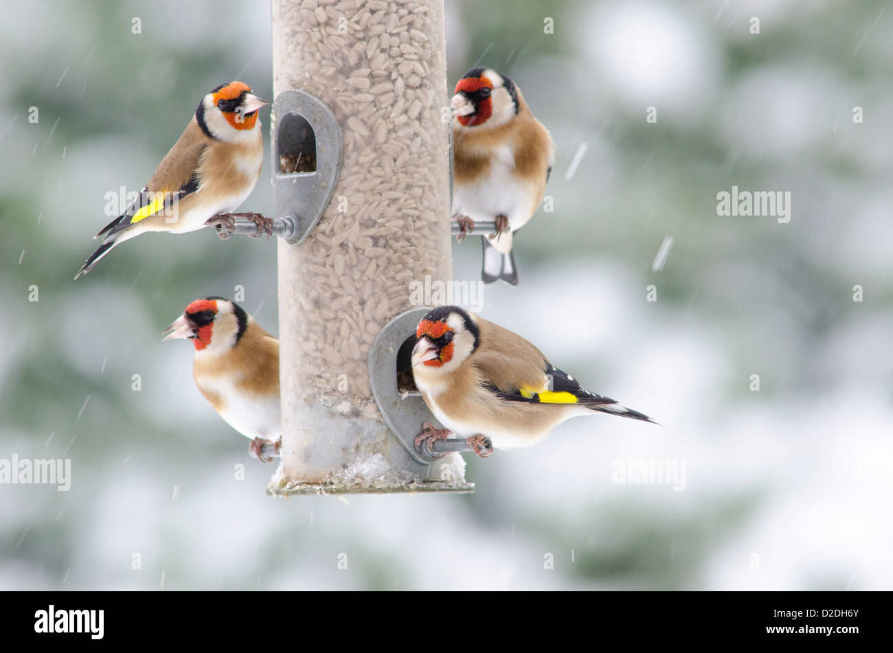 Cardellino europeo [Carduelis carduelis] su bird feeder riempito con cuori di semi di girasole. Nevicava. Gennaio. West Sussex, Regno Unito Foto Stock