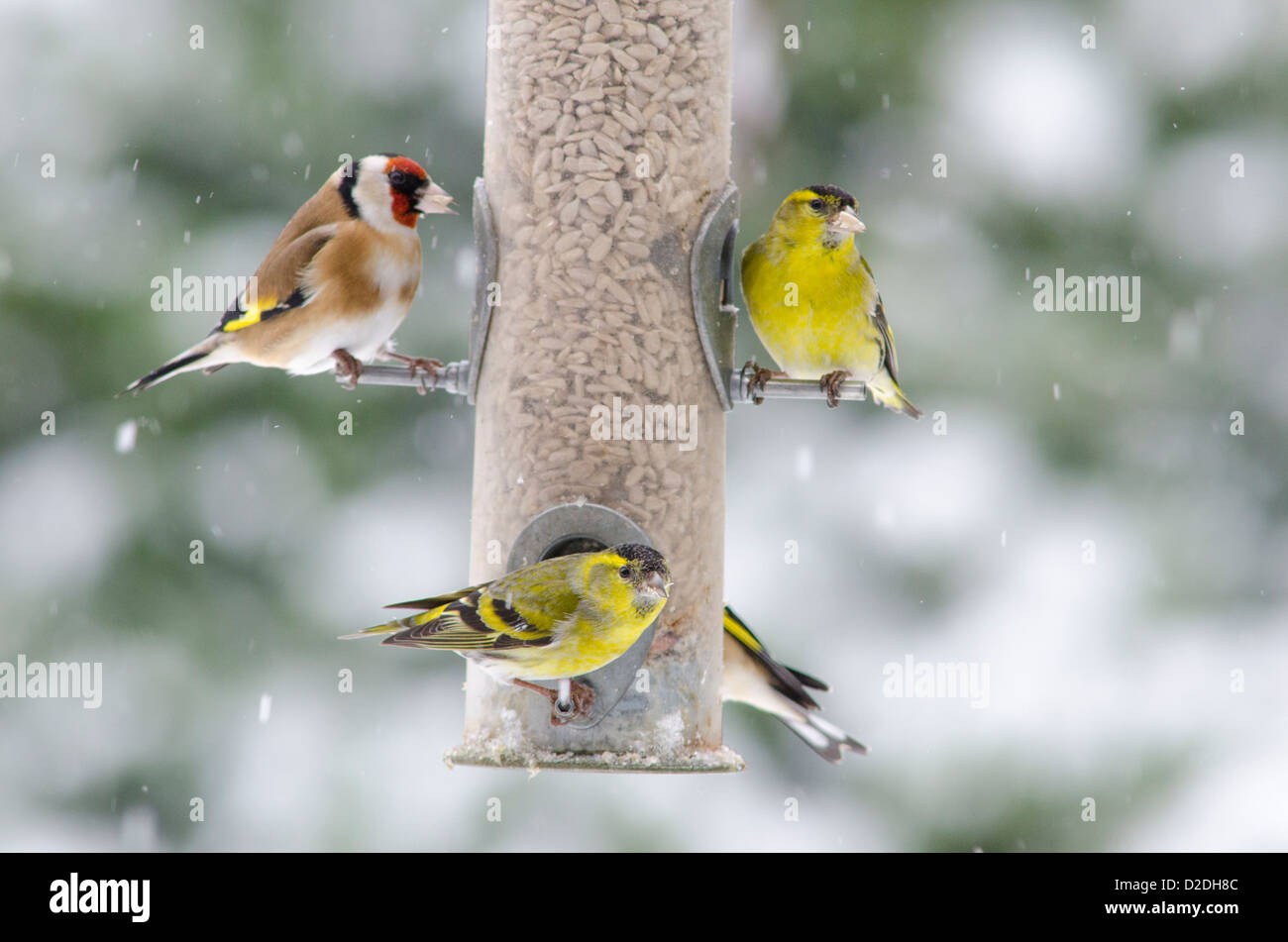 Eurasian o Europeo [Lucherino Carduelis spinus] e il cardellino europeo [Carduelis carduelis] su bird feeder . Cuori di semi di girasole Foto Stock