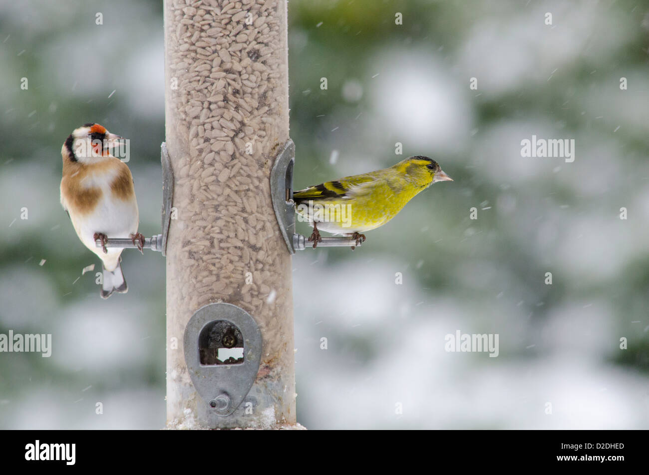 Eurasian o Europeo [Lucherino Carduelis spinus] e il cardellino europeo [Carduelis carduelis] su bird feeder . Cuori di semi di girasole Foto Stock
