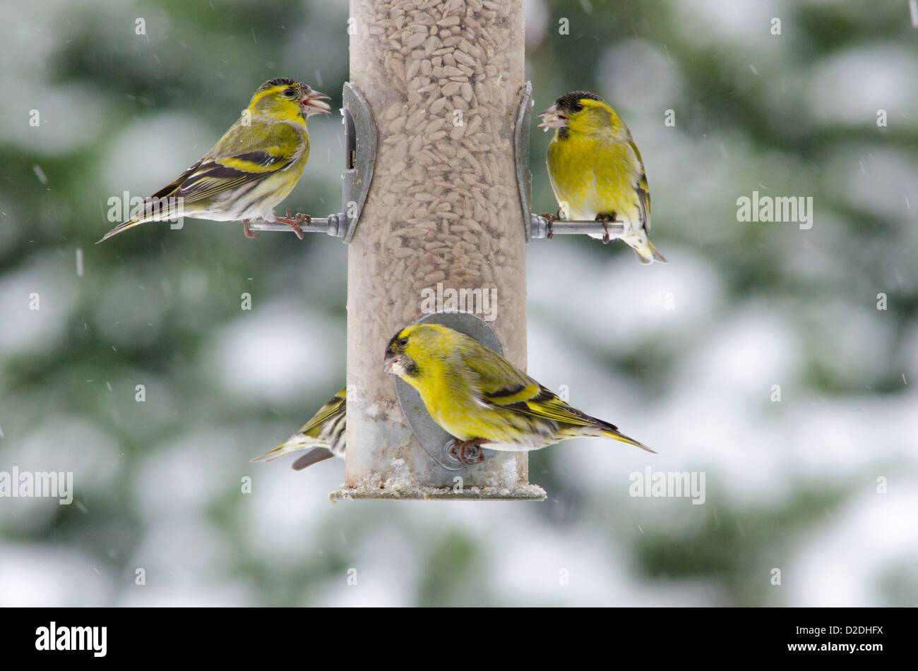 Eurasian o Europeo [Lucherino Carduelis spinus] su bird feeder riempito con cuori di semi di girasole. Nevicava. Gennaio. West Sussex, Regno Unito Foto Stock