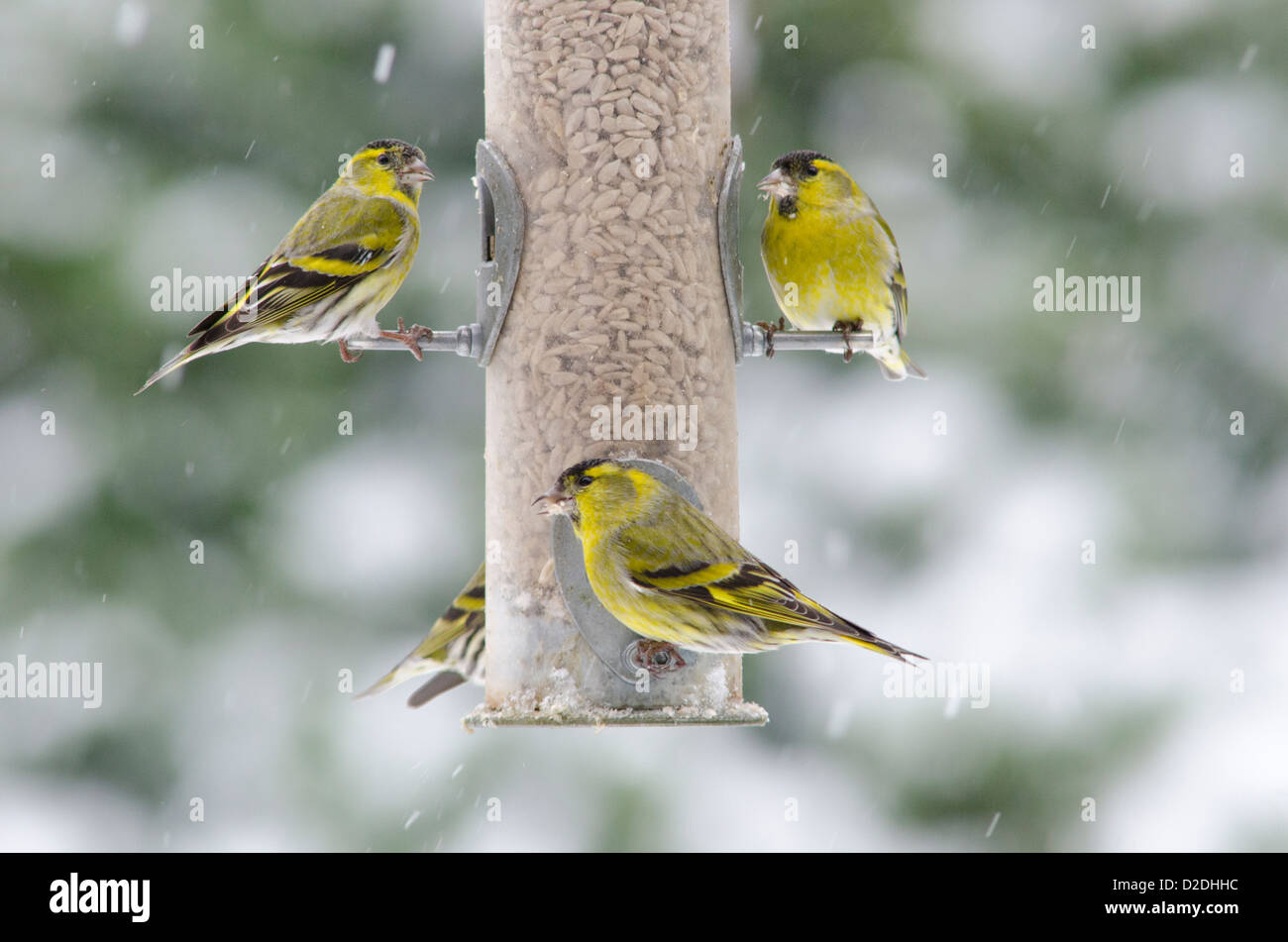 Eurasian o Europeo [Lucherino Carduelis spinus] su bird feeder riempito con cuori di semi di girasole. Nevicava. Gennaio. West Sussex, Regno Unito Foto Stock