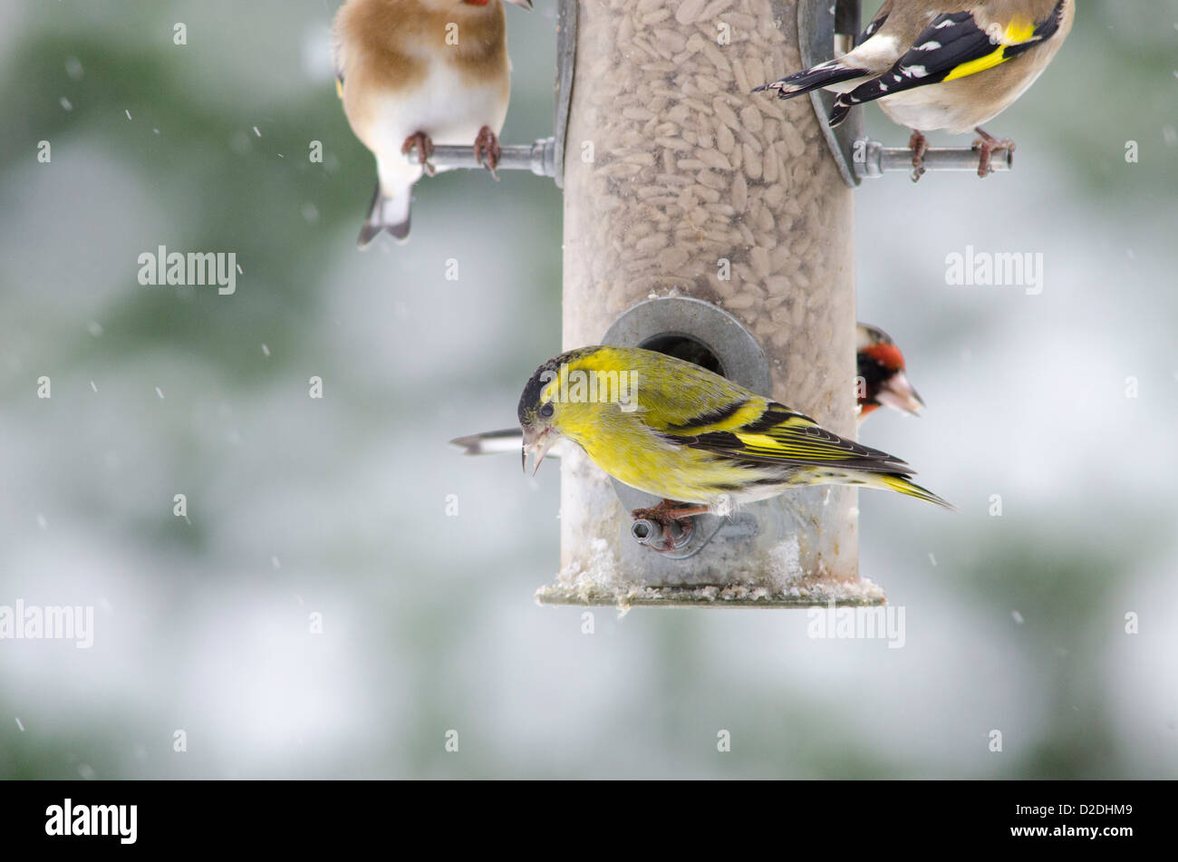 Eurasian o Europeo [Lucherino Carduelis spinus] e il cardellino europeo [Carduelis carduelis] su bird feeder . Cuori di semi di girasole Foto Stock