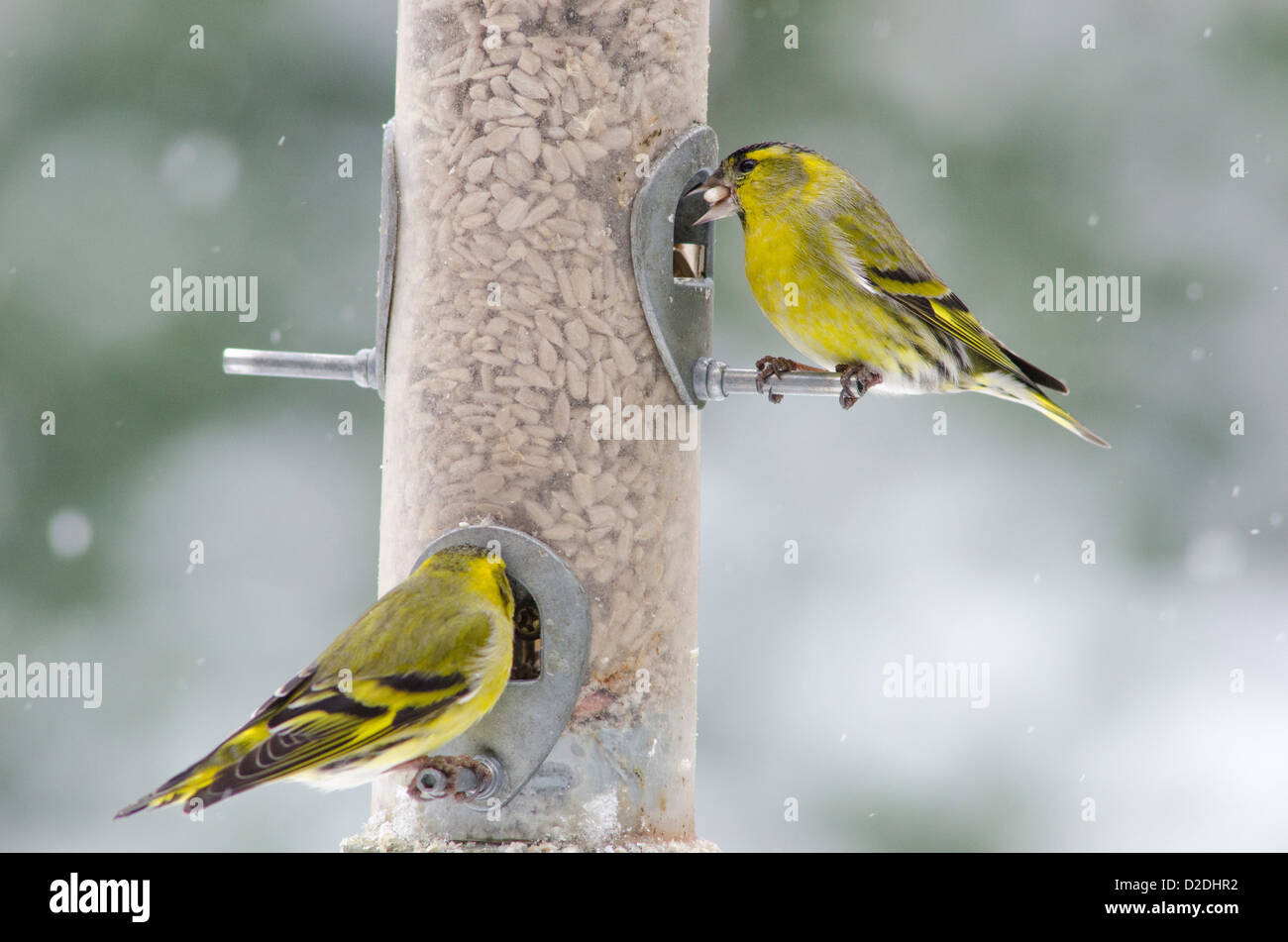 Eurasian o Europeo [Lucherino Carduelis spinus] su bird feeder riempito con cuori di semi di girasole. Nevicava. Gennaio. West Sussex, Regno Unito Foto Stock