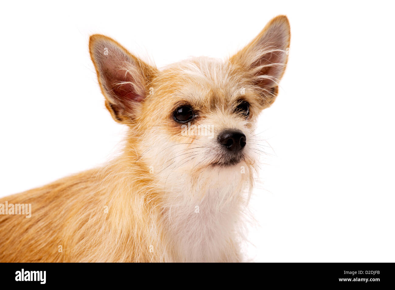 Chihuahua cane guardando la telecamera isolata su uno sfondo bianco Foto Stock