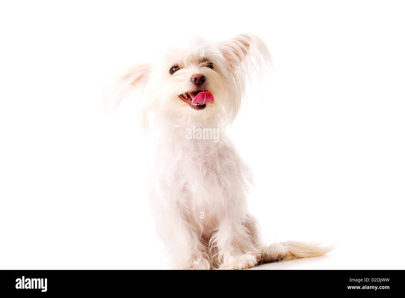 Capelli lunghi Chihuahua Bianca Croce isolati su uno sfondo bianco che guarda verso la telecamera Foto Stock