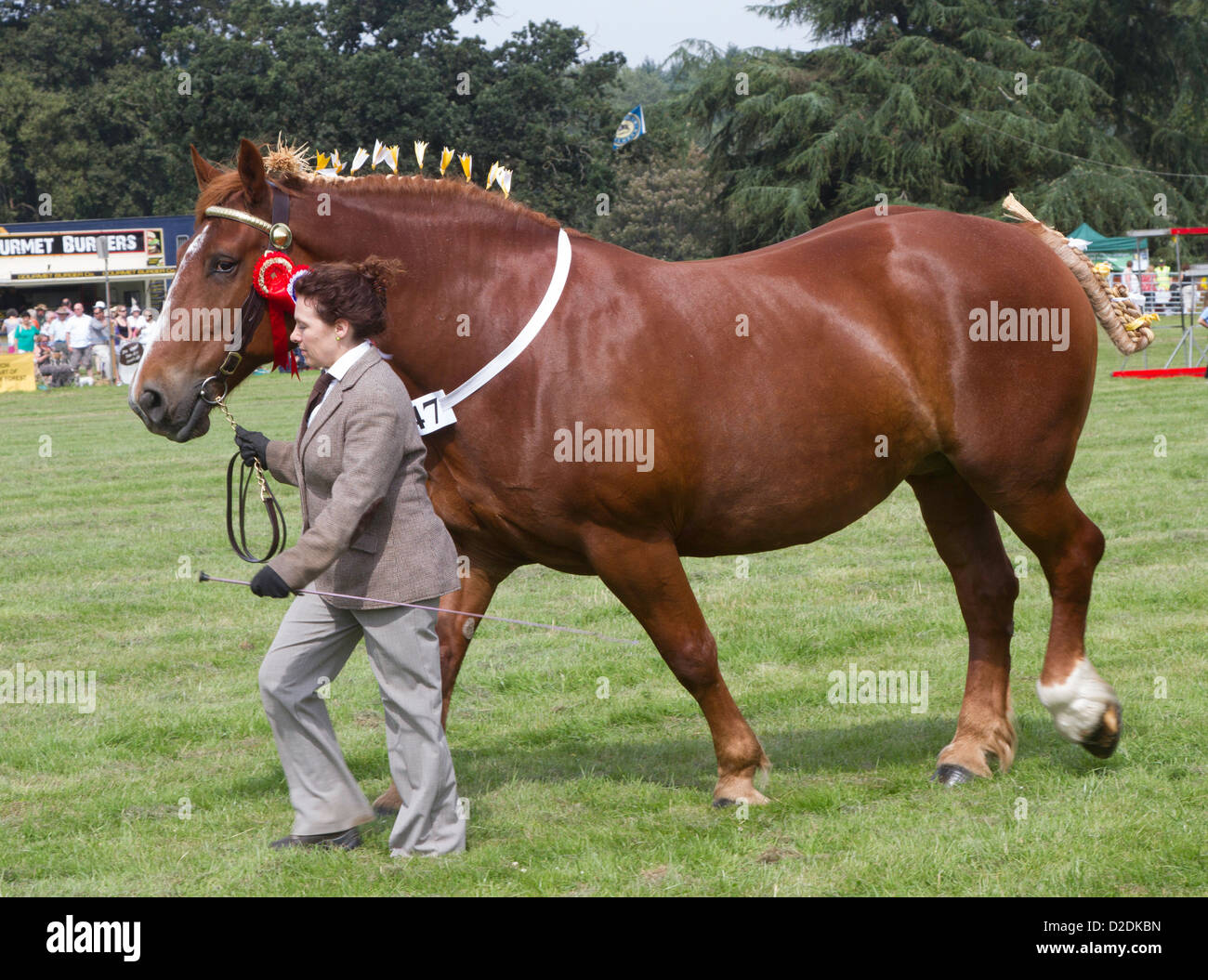 Suffolk Punch pesanti a cavallo Ellingham Paese mostrano, Ringwood Hampshire, Agosto 2012 Foto Stock